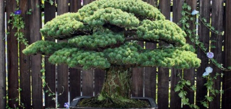 391 Jahre alter  Bonsai  Baum  berlebte Hiroshima und w chst 