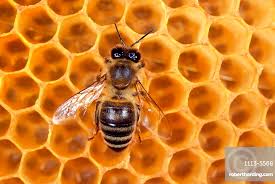 Biene zum "wichtigsten Lebewesen" erklärt 