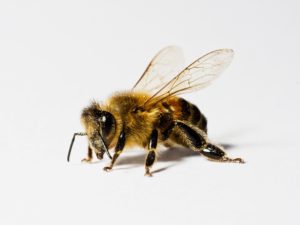 Ein Pilz rettet Millionen von Bienen vor einem tödlichen Virus