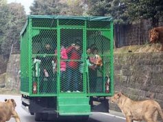 Chinesischer Zoo fährt seine Besucher in vergitterten Fahrzeugen, während die wilden Tiere frei herumlaufen