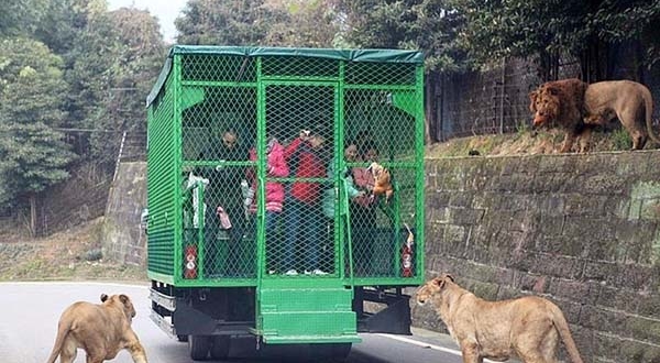 Chinesischer Zoo fährt seine Besucher in vergitterten Fahrzeugen, während die wilden Tiere frei herumlaufen