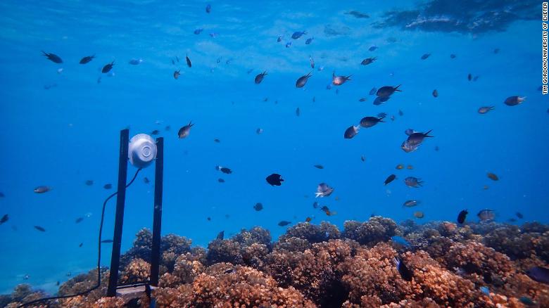 Geräusche beleben abgestorbene Korallenriffe