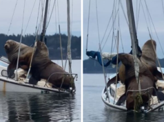 Zwei riesige Seelöwen lümmeln sich auf einem winzigen Segelboot