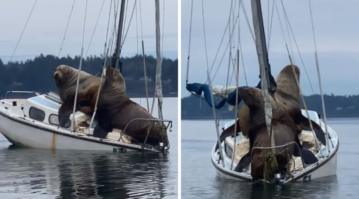 Zwei riesige Seelöwen lümmeln sich auf einem winzigen Segelboot