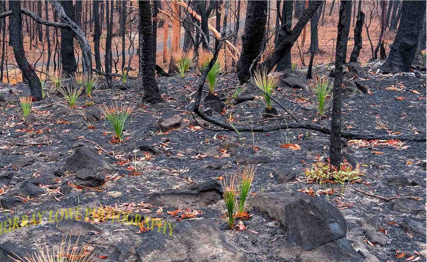 Grass-Regrowing-After-Bushfires-Murray-Lowe-Facebook