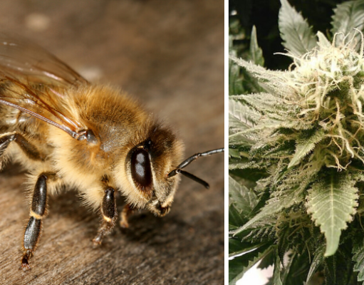 Bienen mögen Cannabis