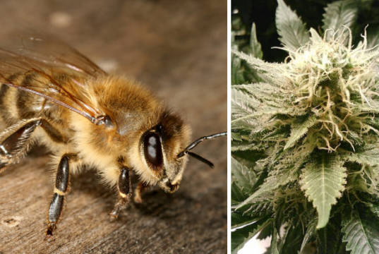 Bienen mögen Cannabis