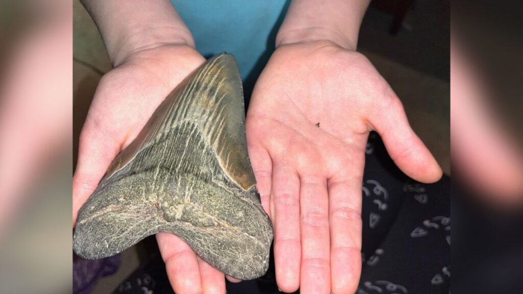 Der Paläontologie-Kurator Stephen Godfrey sagte uns, dass Mollys Entdeckung ein "einmaliger Fund" sei. 